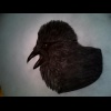 A crow I drew many years ago.