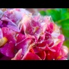 My 1st shot at photography :D