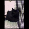HIM - Darkest cat on earth